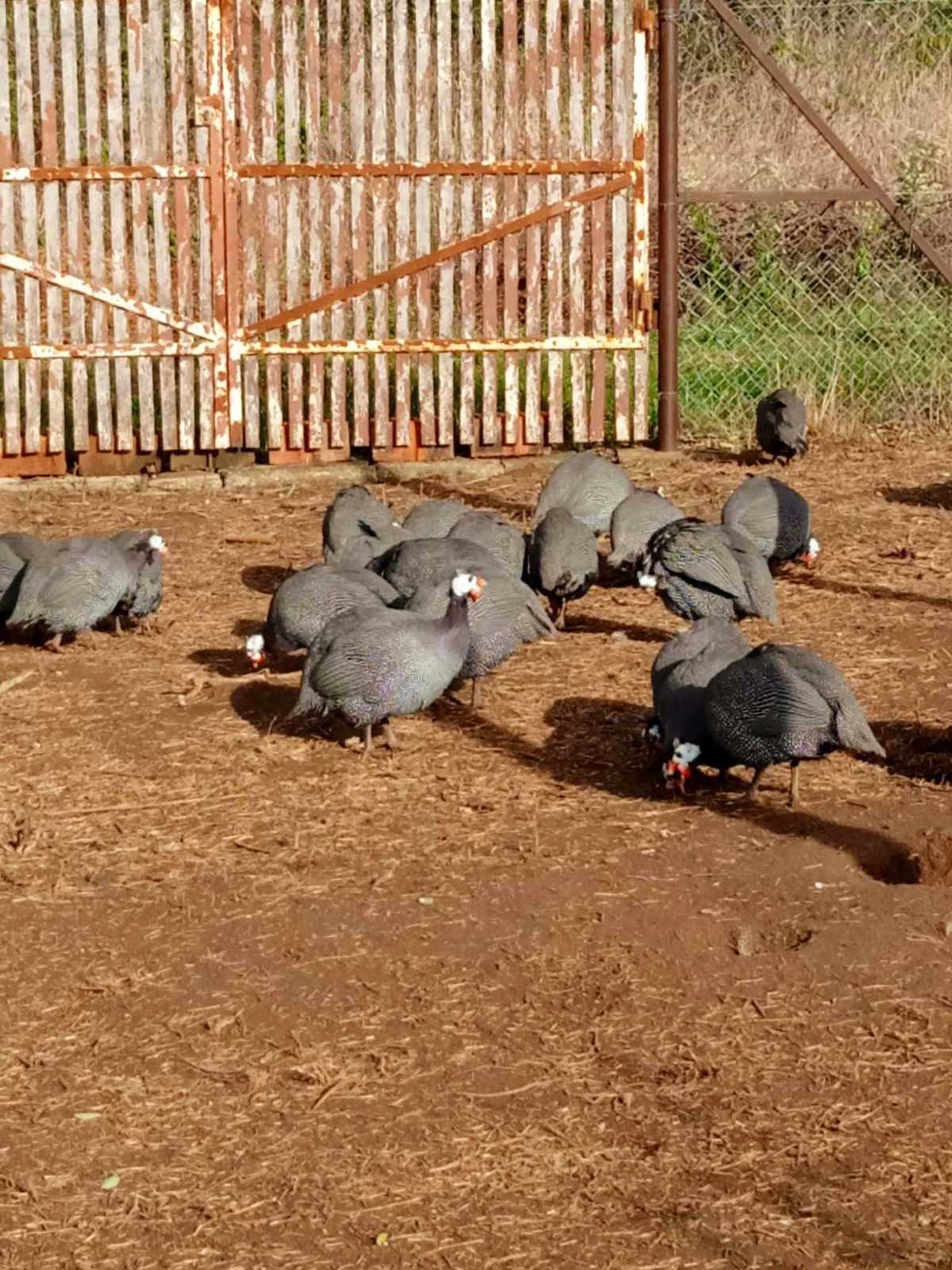 A Nagymama Házi Boltja