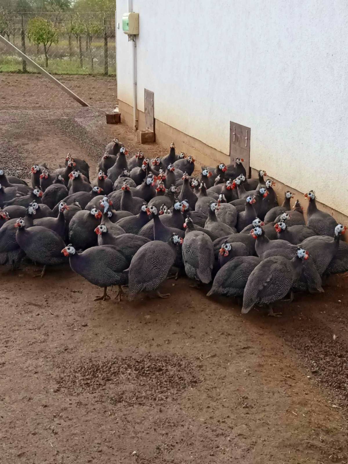 A Nagymama Házi Boltja