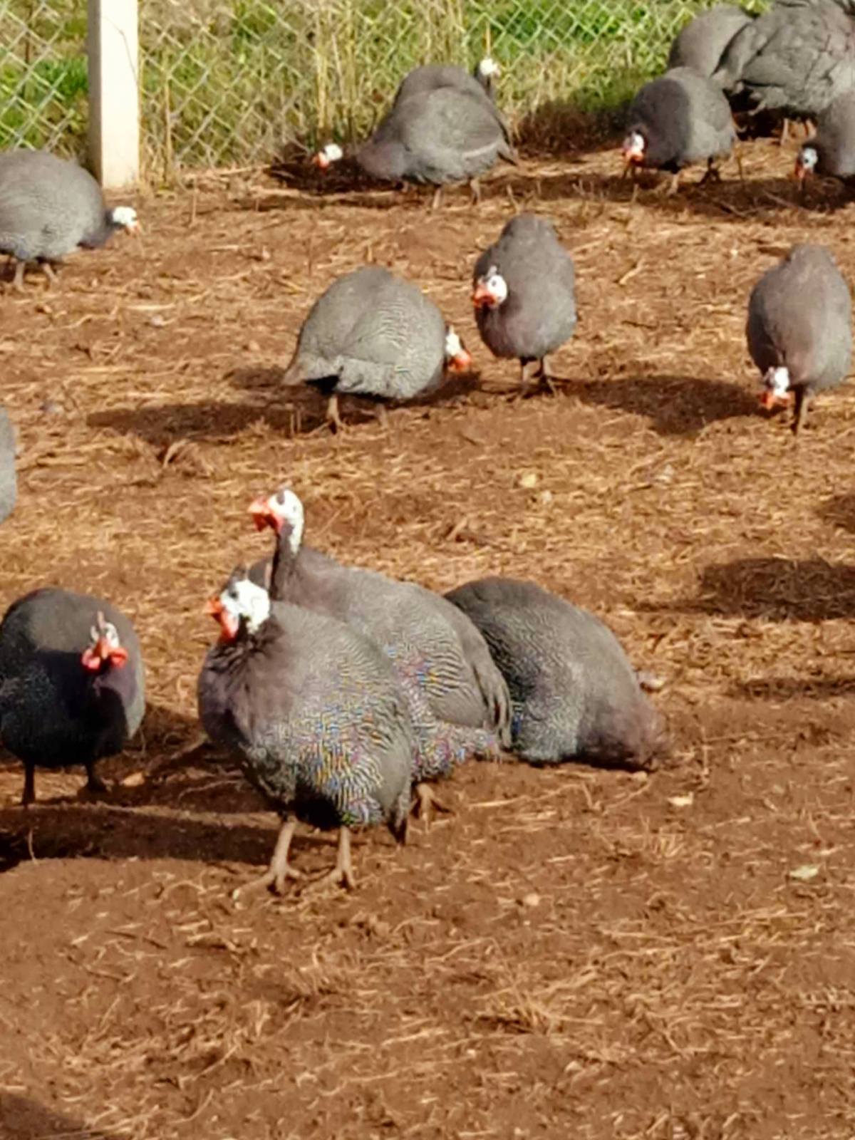 A Nagymama Házi Boltja