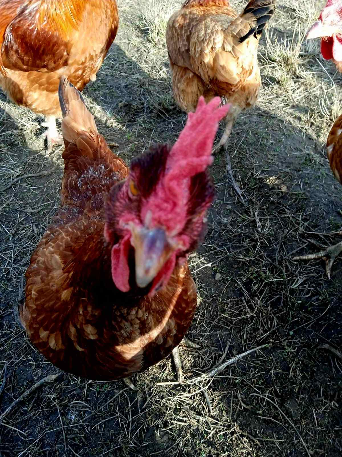 A Nagymama Házi Boltja