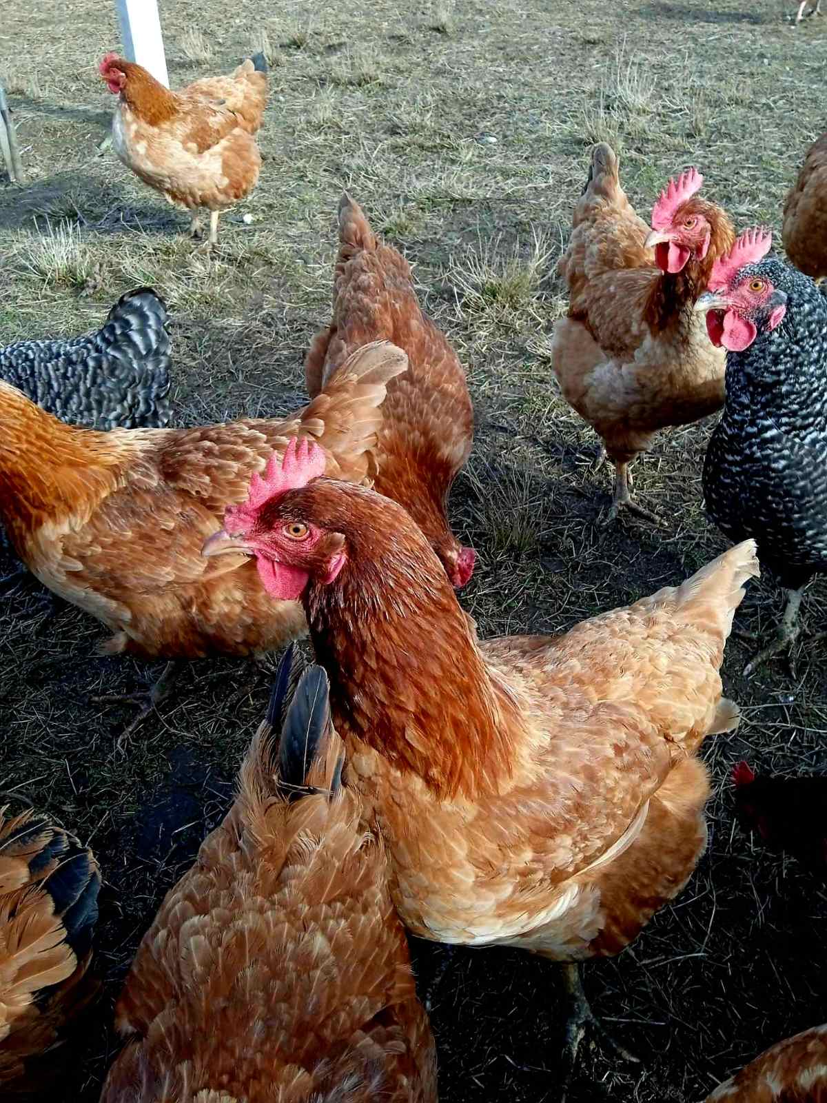 A Nagymama Házi Boltja