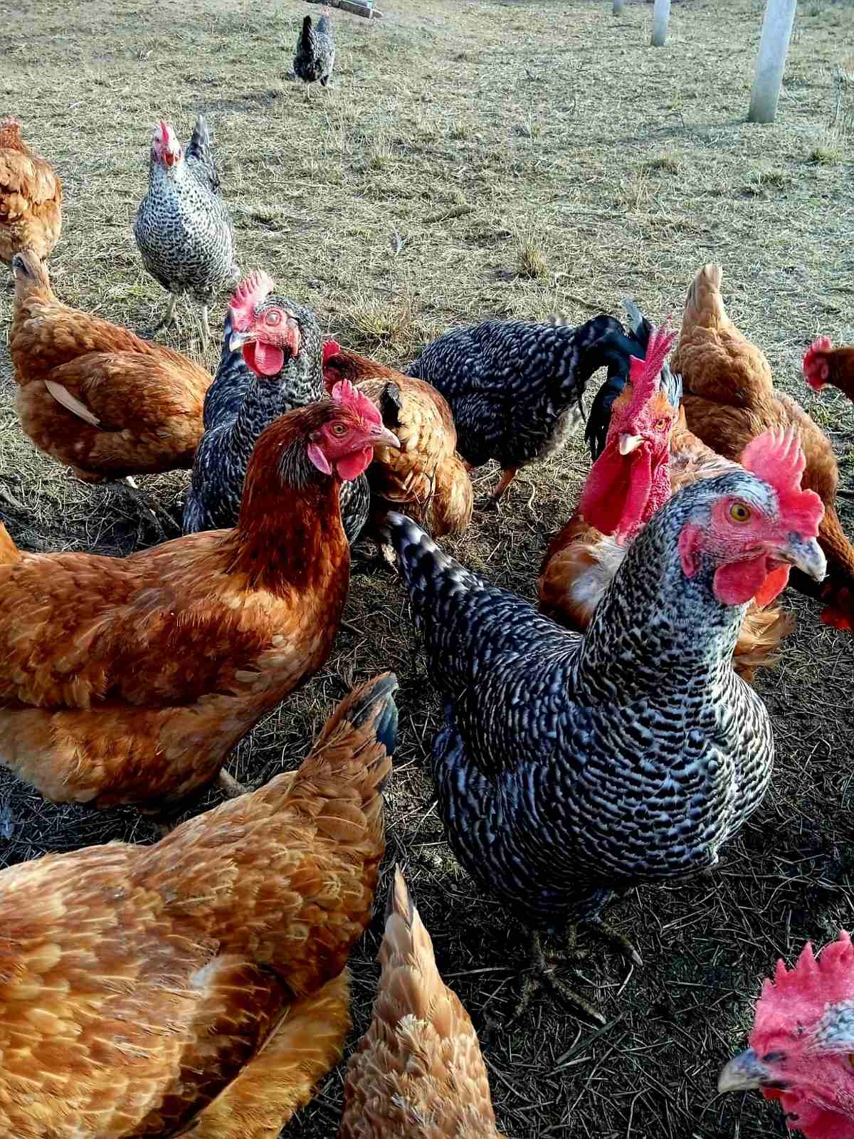 A Nagymama Házi Boltja